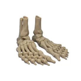 Foot Bones Fidget