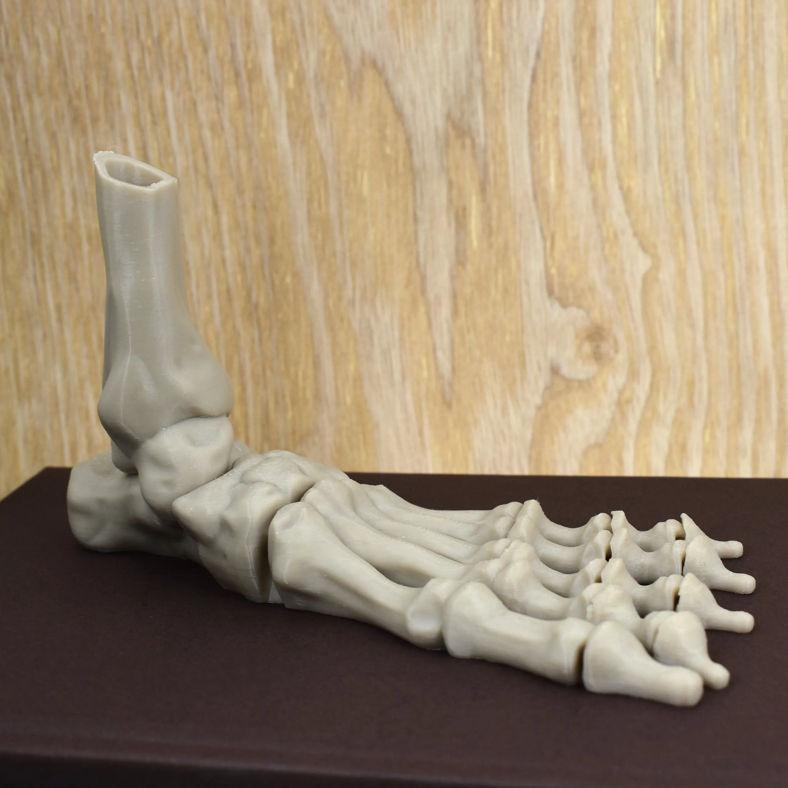 Foot Bones Fidget