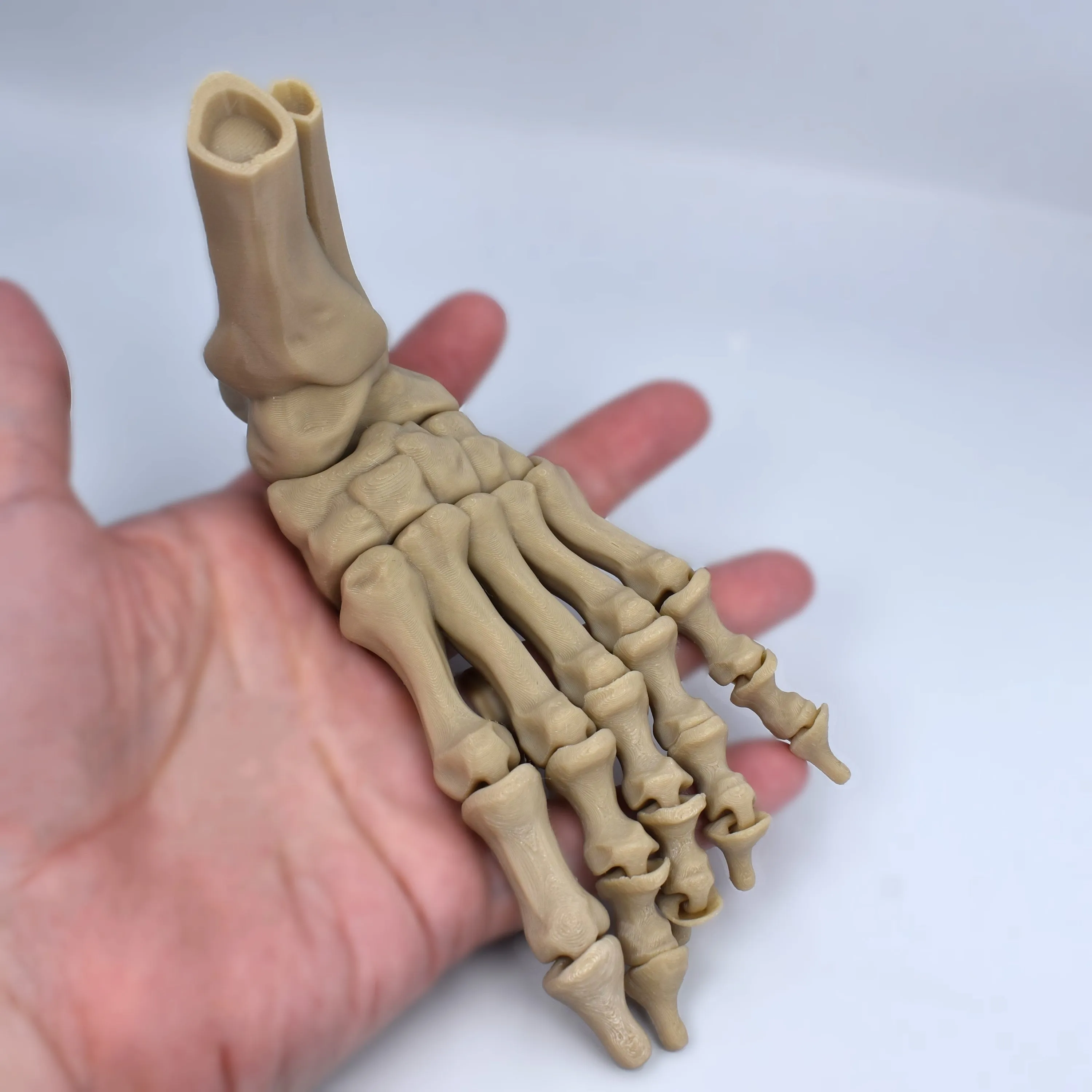 Foot Bones Fidget